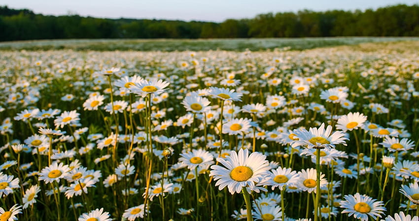 Daisy Field, field of daisies HD wallpaper