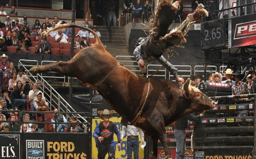 Bull Riding, bucking bulls HD wallpaper | Pxfuel