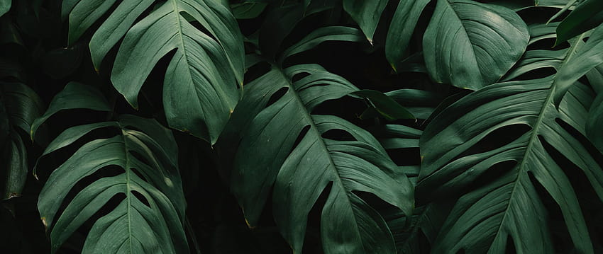 식물 잎 녹색 와이드 스크린 분할 잎 Philodendron Monstera Deliciosa HD 월페이퍼