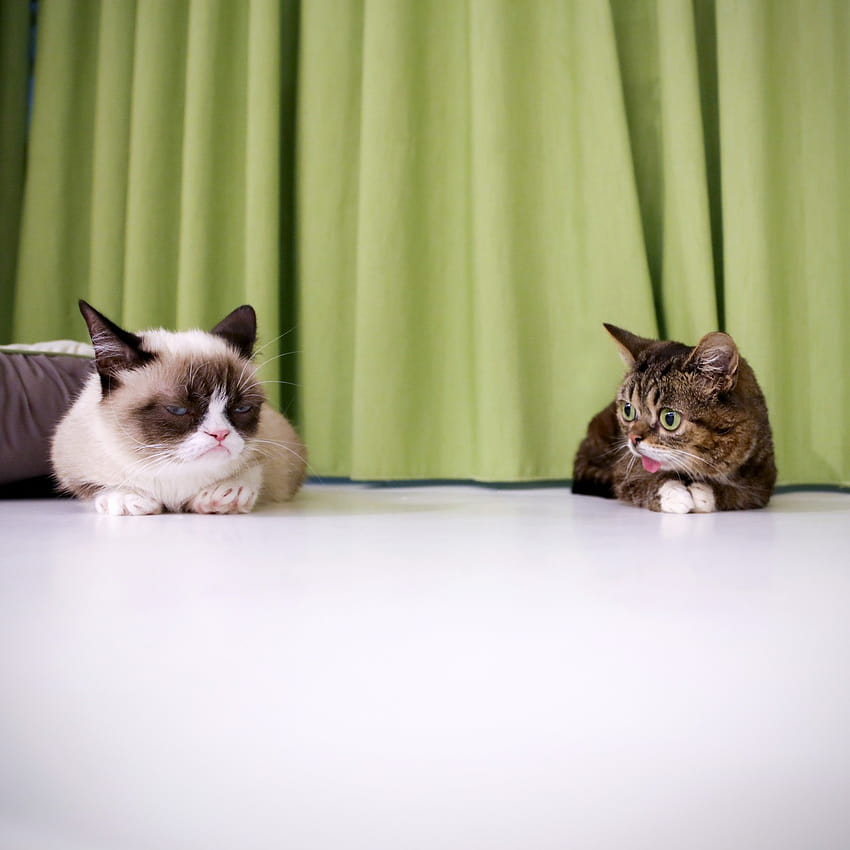 CAT FRIDAY: LIL BUB is now the most successful cat on the planet, and other cat news HD phone wallpaper