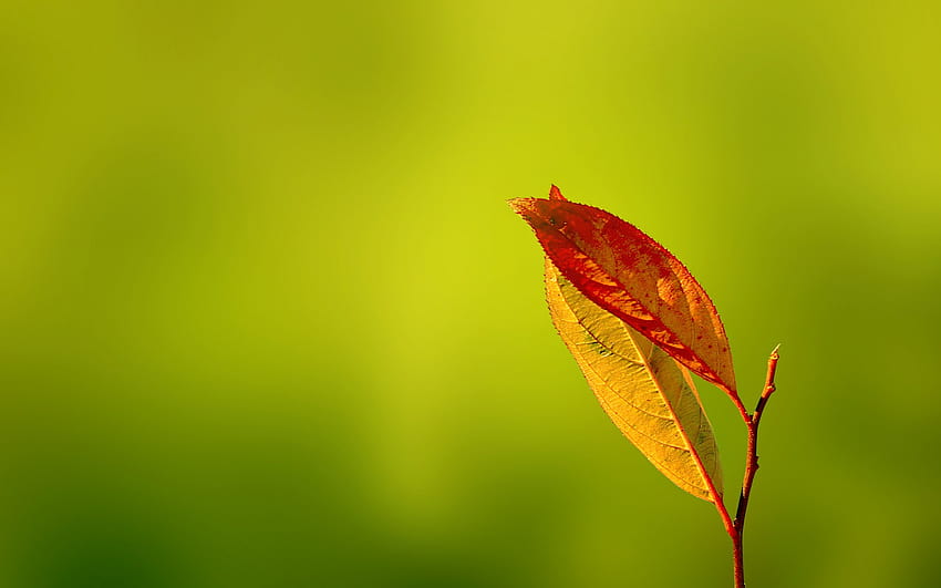 : sunlight, leaves, nature, grass, plants, closeup, branch, yellow, green background, autumn, leaf, flower, flora, bud, petal, wildflower, close up, macro graphy, plant stem 1680x1050, yellow green leaves HD wallpaper