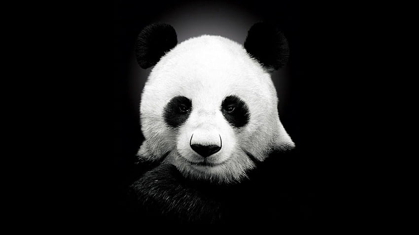 Panda Schwarz-Weiß-hohe Auflösung, islamischer Panda HD-Hintergrundbild