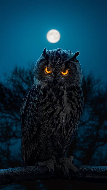 Premium AI Image  Owl wallpapers that are free for your iphone and ipad