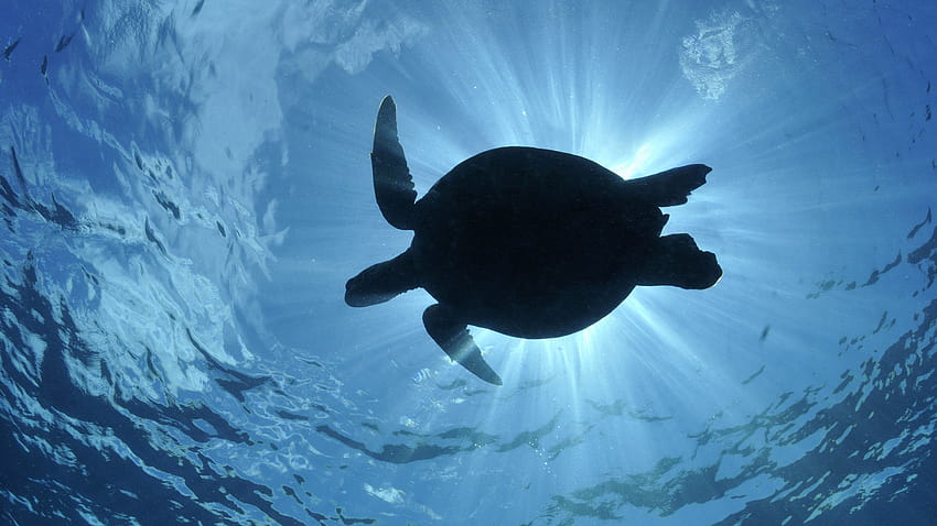 Deniz Kaplumbağası Arka Planları, deniz kaplumbağası pc HD duvar kağıdı