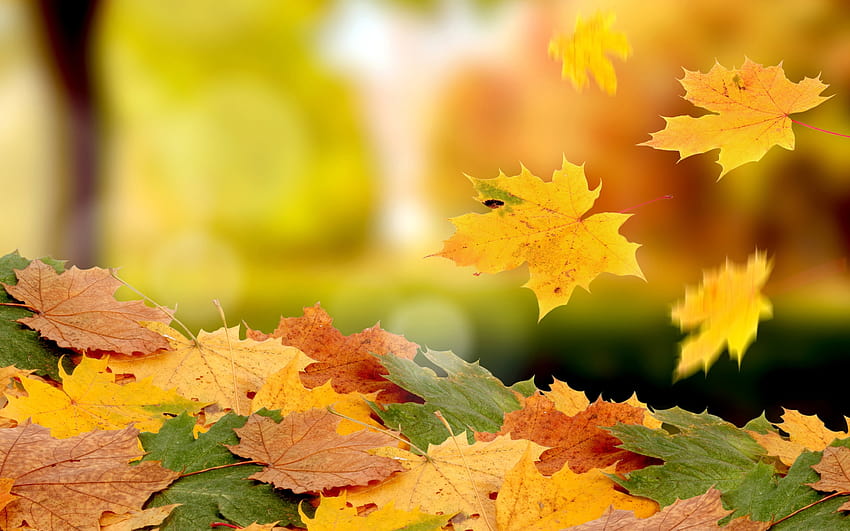Jesień pozwala poczuć magię jesieni, złote spadające liście Tapeta HD
