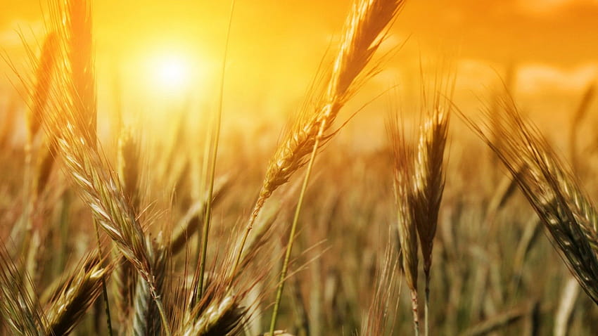 nature, fields, summer, wheat, sunlight ::, sun wheat fields HD wallpaper