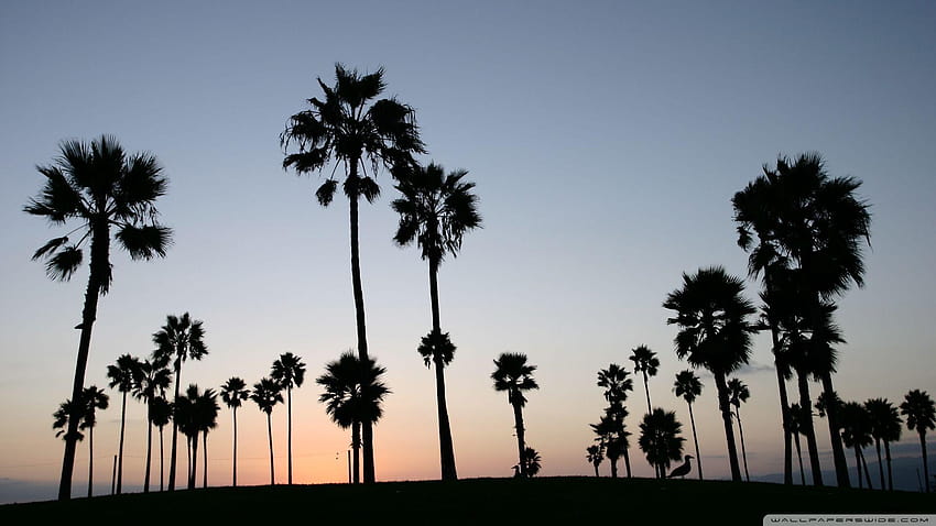 Palm Trees Silhouette ❤ for Ultra TV HD wallpaper