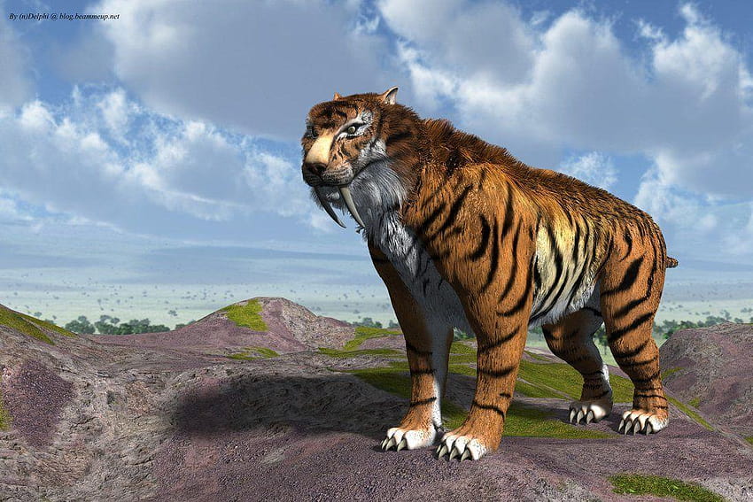 Saber Tooth Tiger Hd Wallpaper Pxfuel