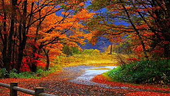 516138 1366x768 Beautiful fall  Rare Gallery HD Wallpapers