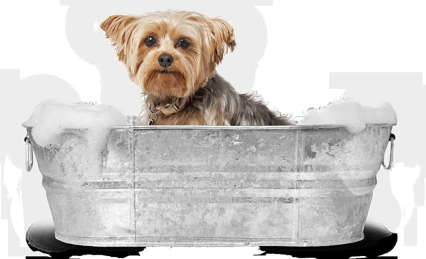 Toelettatura per cani, cartone trasparente, bagno per cani Sfondo HD