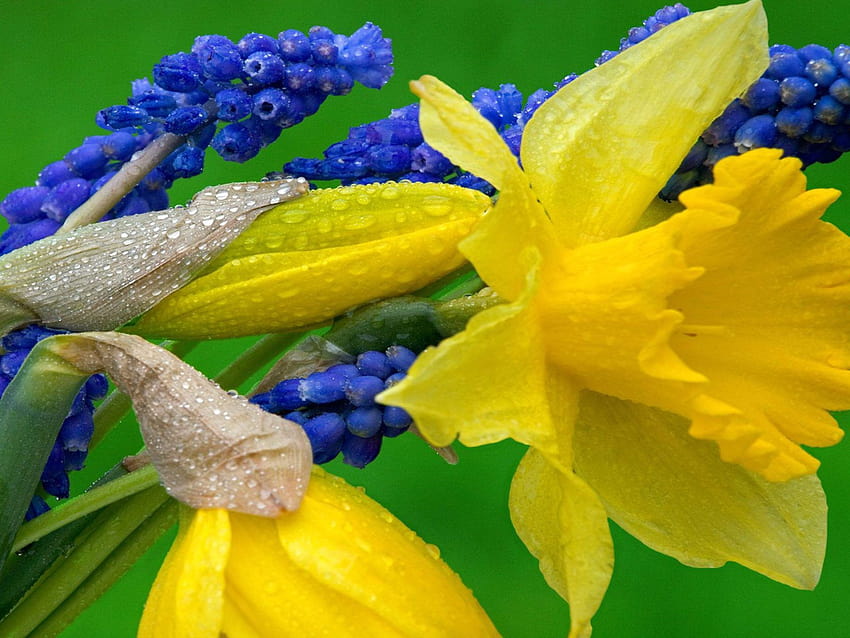 ブドウヒヤシンスと水仙 黄色と青の花、黄色のヒヤシンスの花 高画質の壁紙