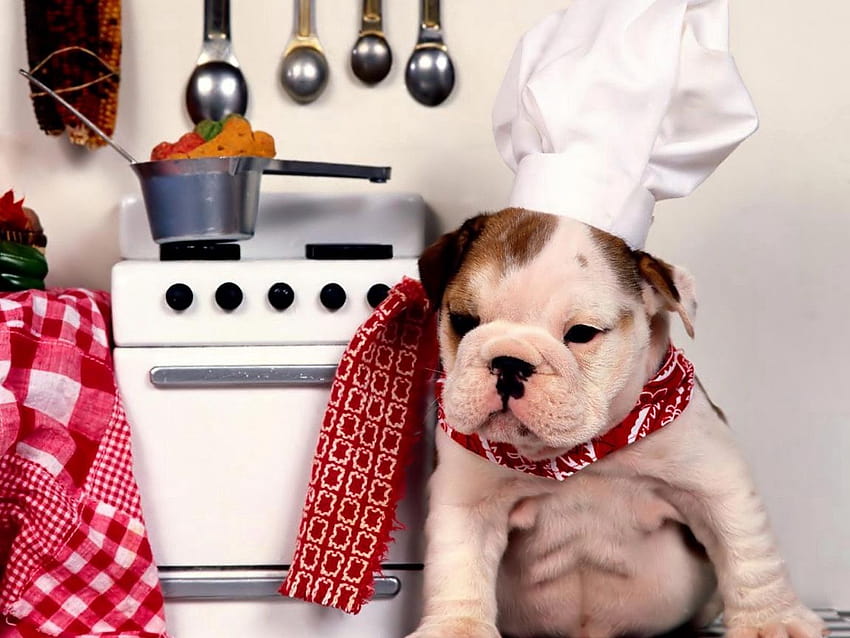 1152x864 dog, bulldog, kitchen, chef, hat, plate, food standard 4:3 backgrounds, chef hat HD wallpaper