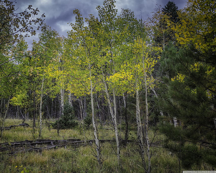 Aspen Trees Saplings ❤ for Ultra, quaking aspen trees leaves forest HD wallpaper