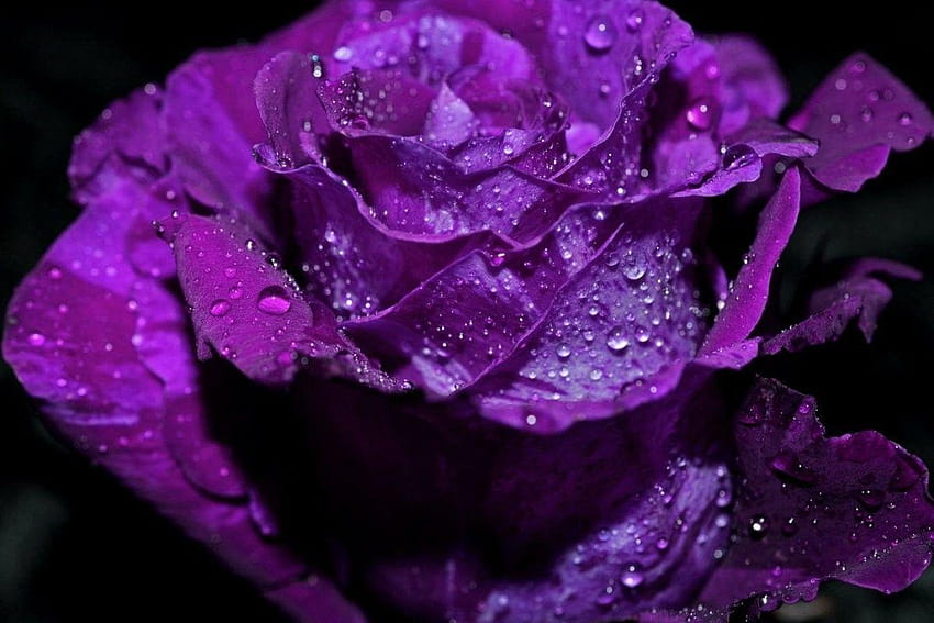 ดอกไม้: หยดน้ำค้างสีม่วง กุหลาบมาโครอ่อน กุหลาบสีม่วงสวย วอลล์เปเปอร์ HD