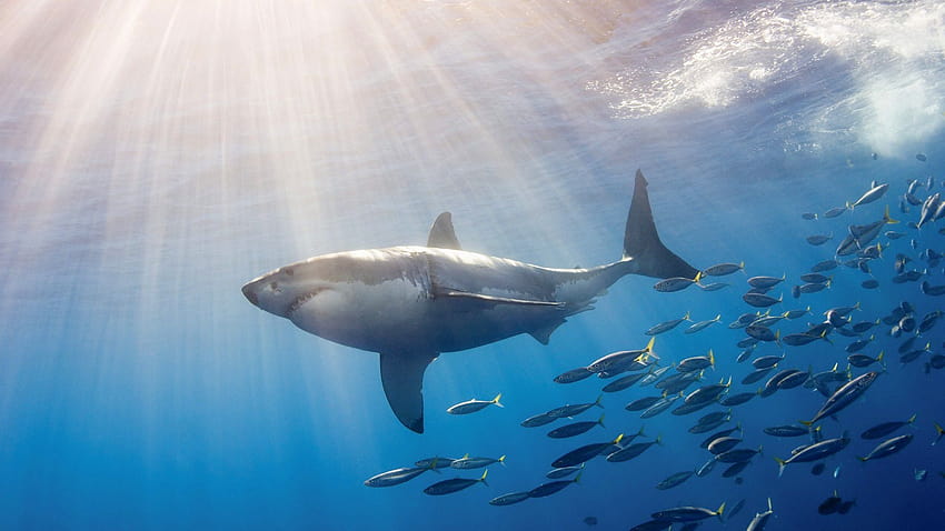 Büyük Beyaz Köpek Balığı Dolu, köpekbalığı 1920x1080 HD duvar kağıdı