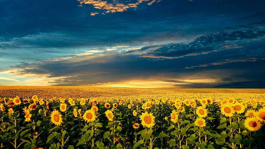 Sunflowers, sunflower aesthetic horizontal HD wallpaper