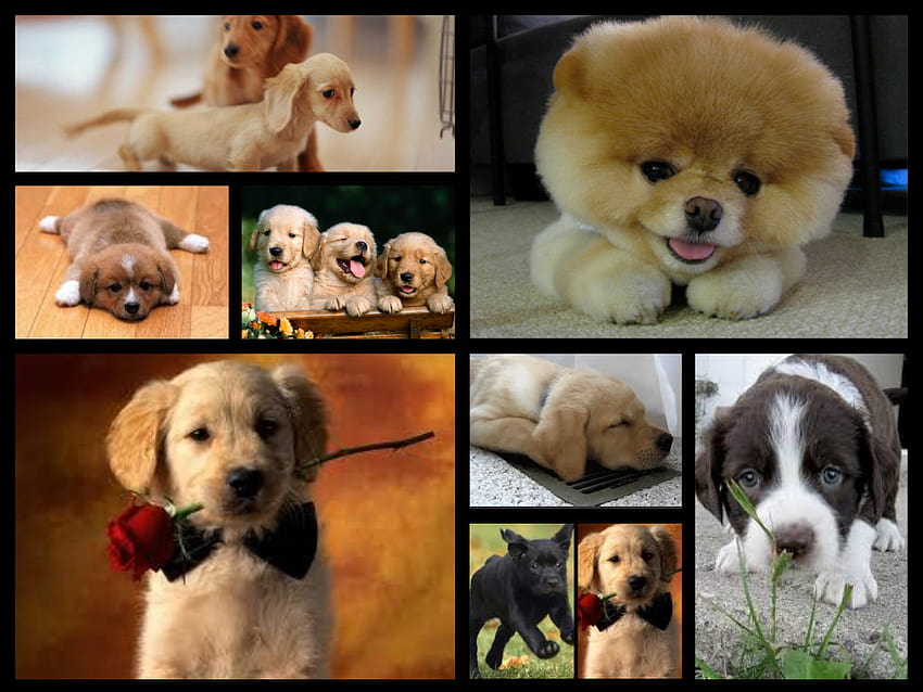 cute puppies, puppy collage HD wallpaper