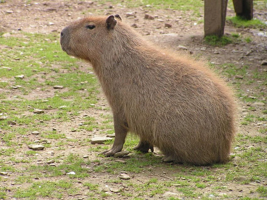 Nouvelle vue Capybara Fond d'écran HD