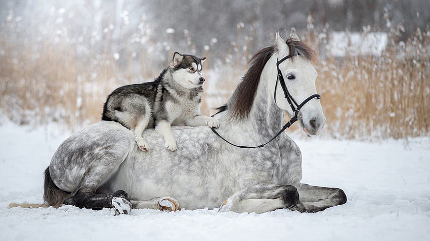Husky Sitting on Gray Horse, dog and horse HD wallpaper