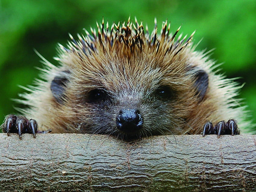 Hedgehog Spiny Mammal, mammals HD wallpaper