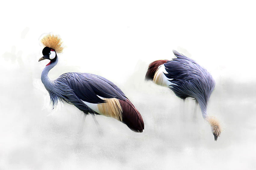 grey crowned crane and, crane bird HD wallpaper