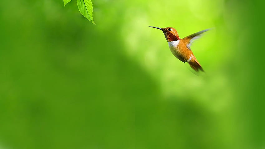 green, Flying, Birds, Opera, Web, Browser, Hummingbirds, bird in flight HD wallpaper