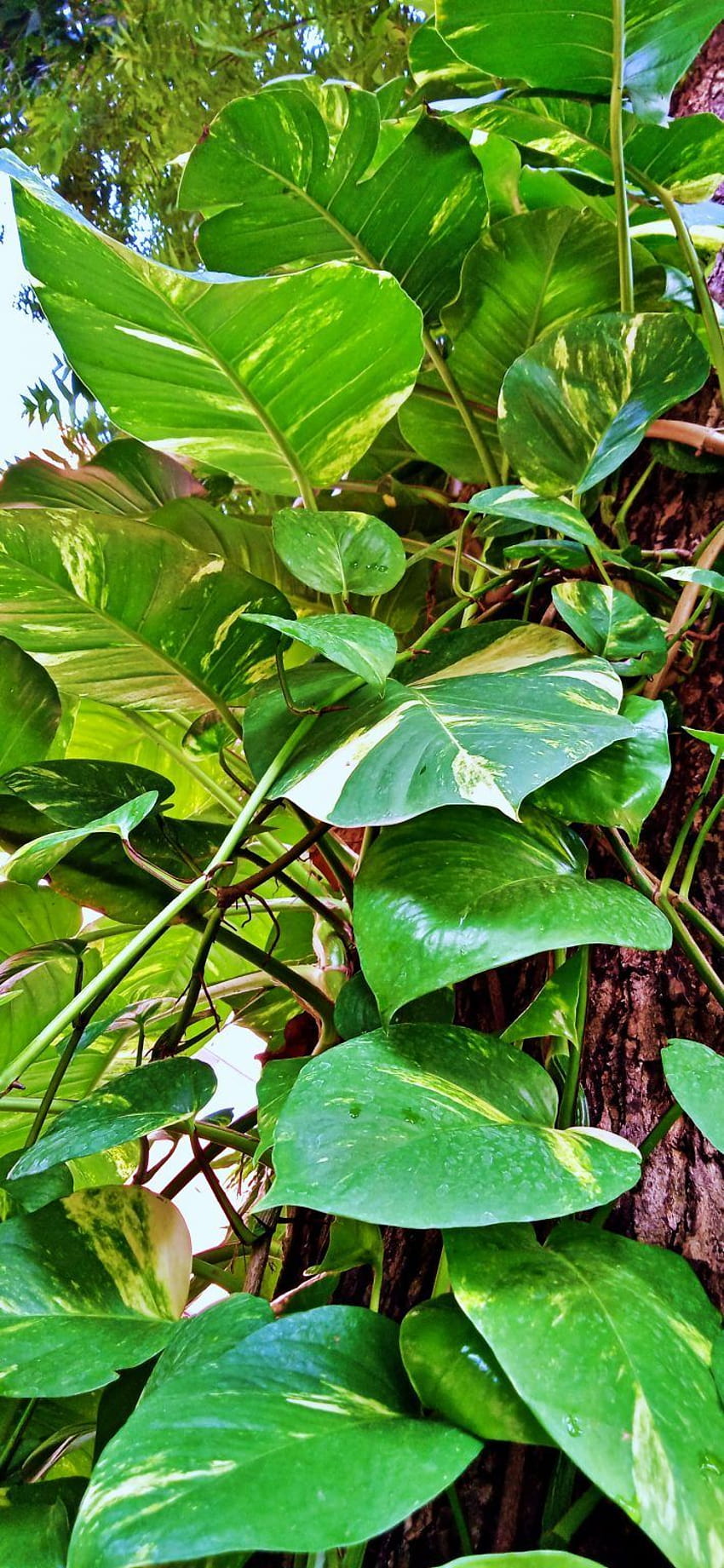 Money Plant Leaf » NSempire » Epipremnum aureum Tapeta na telefon HD