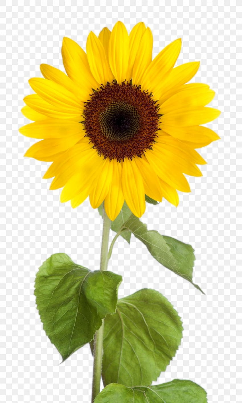 Common Sunflower Clip Art, PNG, 1008x1680px, Common Sunflower, Annual Plant, Daisy Family, Flower, Flowering HD phone wallpaper