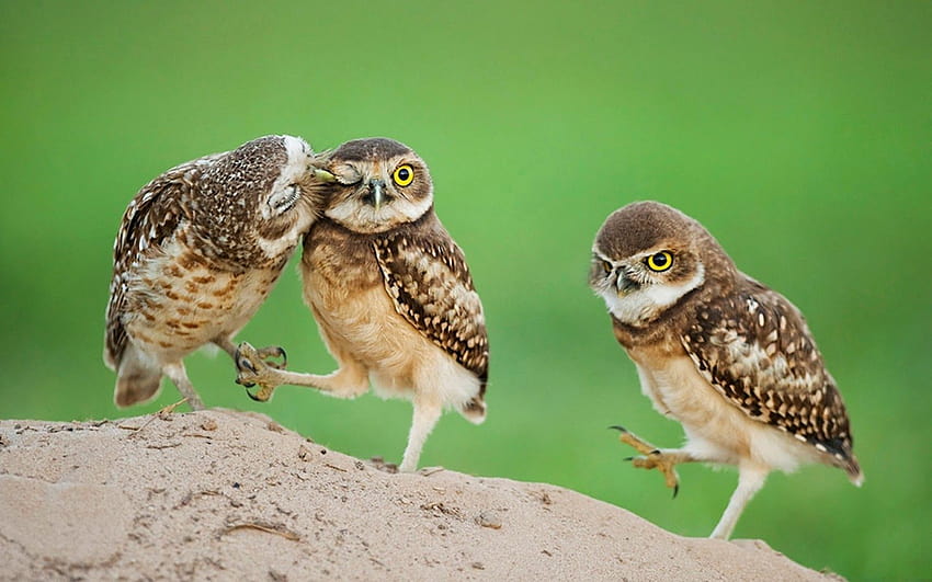 Dream : Owl baby birds showing love with each other very HD wallpaper