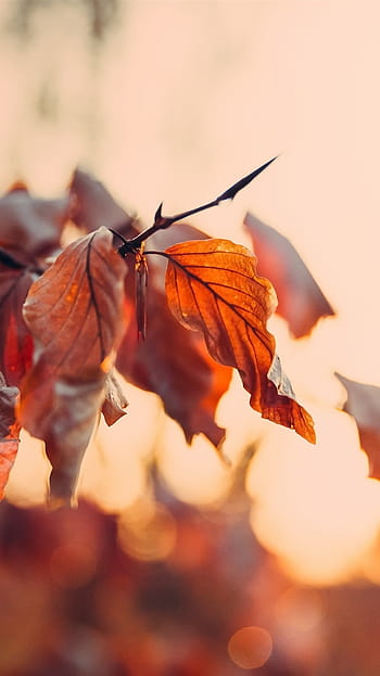 Page 4 | autumn dry HD wallpapers | Pxfuel