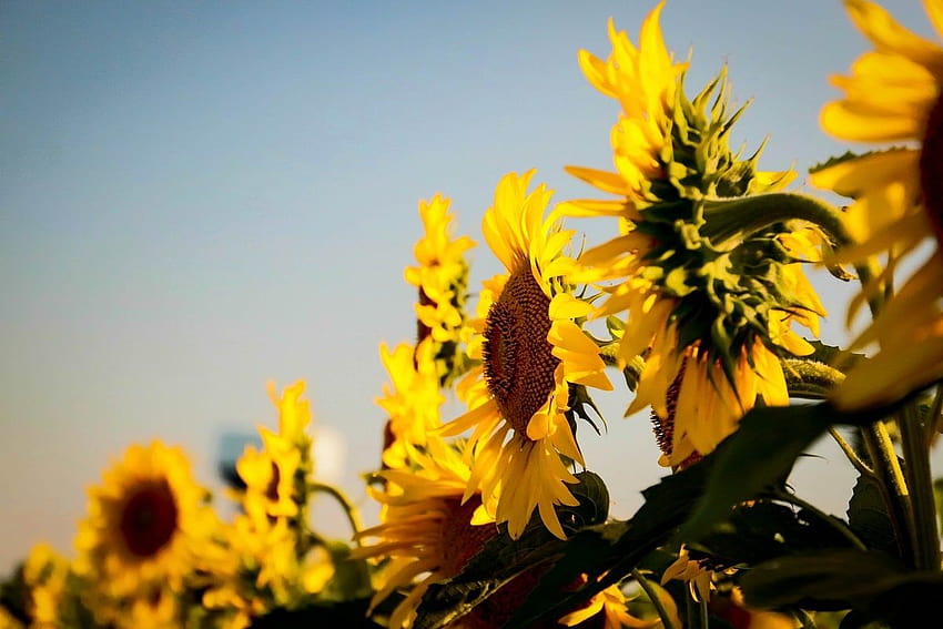 30 Wonderful Sunflower To Brighten Your Day, vintage sunflower high resolution HD wallpaper