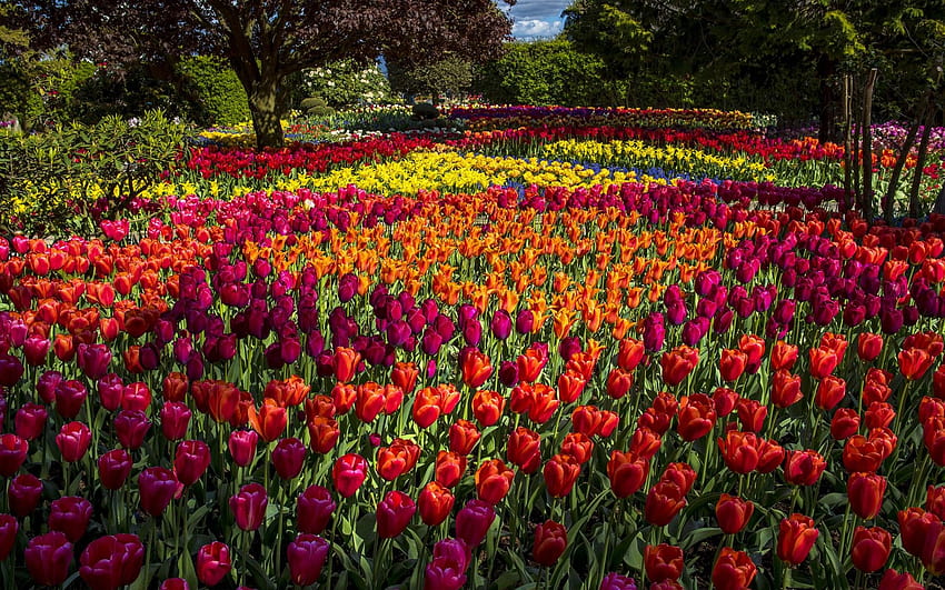 Park Filled with Tulips, spring tulips HD wallpaper
