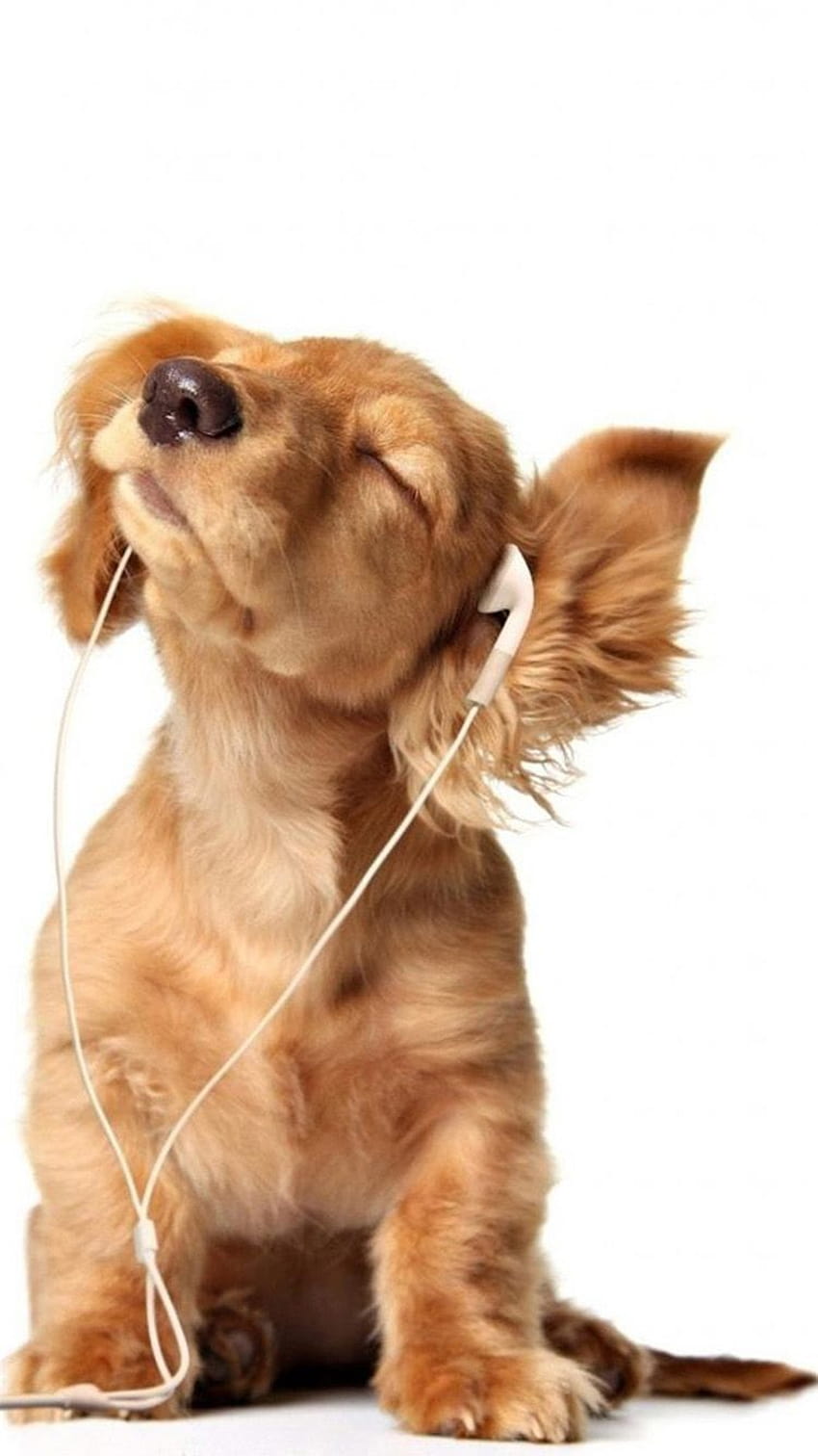DOTKNIJ I POBIERZ APLIKACJĘ! Animals Dog Funny Słuchawki muzyczne Cute Puppy Biały Beżowy Ciesz się LOL iPhone 5, dziewczęcym uroczym zwierzakiem Tapeta na telefon HD