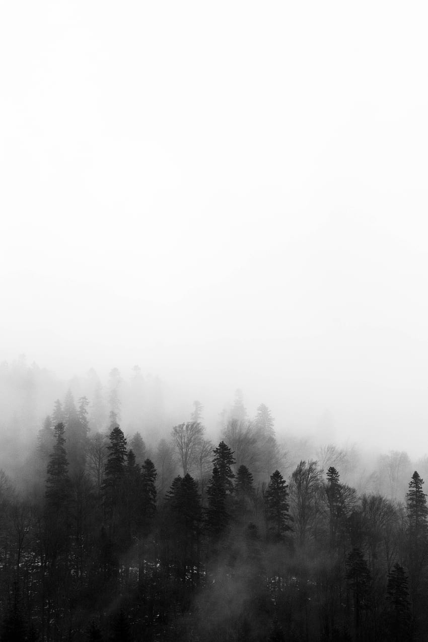 Black and white tree, Forest ...pinterest, dark forest aesthetic HD phone wallpaper