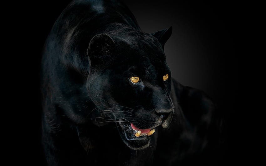 เสือดำ, เสือจากัวร์ดำ, แมวป่า, เสือดำ, สัตว์อันตราย, เสือดำบนพื้นหลังสีดำด้วยความละเอียด 1920x1200 คุณสูง วอลล์เปเปอร์ HD