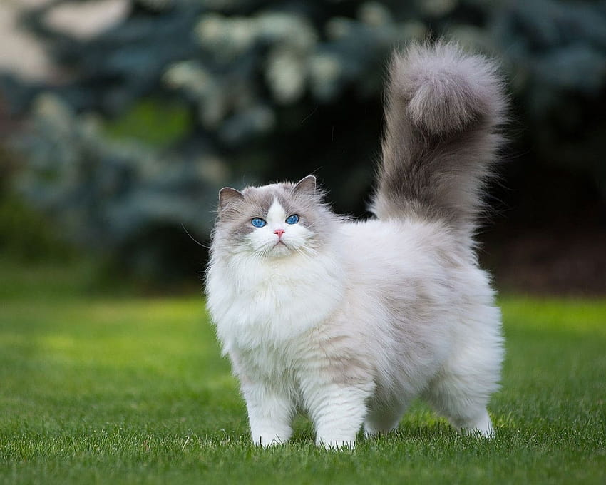 White and gray Persian cat , grass, green, animals, blue eyes • For You For & Mobile HD wallpaper