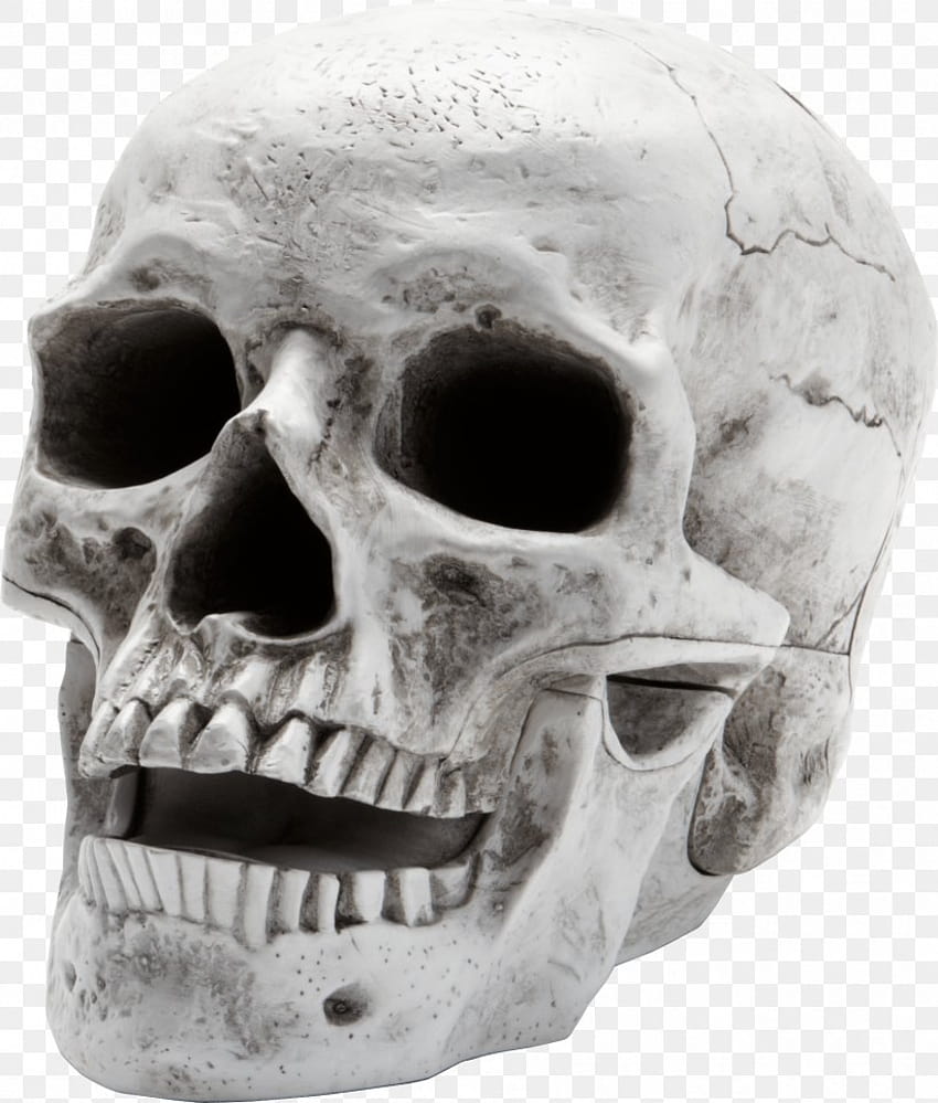 頭蓋骨、Png、1795x2111px、人間の骨格 HD電話の壁紙