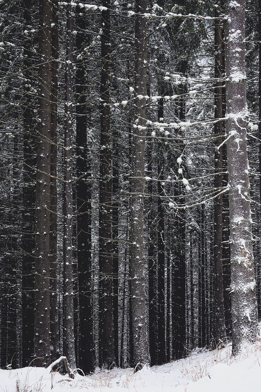 árboles altos cubiertos de nieve en un ventoso ... artesano, árboles altos de invierno fondo de pantalla del teléfono