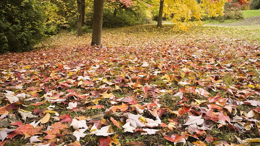 Mow, Don't Rake, Those Leaves!, autumn raking leaves HD wallpaper