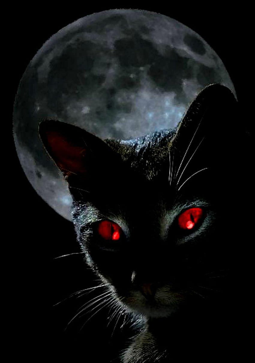 Gato negro ojos rojos, dragones gato fondo de pantalla del teléfono