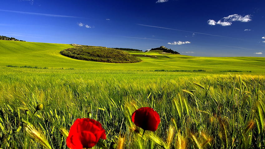 Open Field with Clear Skies Full Ultra [1920x1080] for your , Mobile & Tablet HD wallpaper