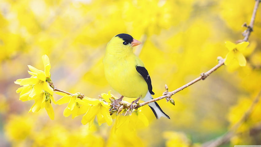 Pájaro negro y amarillo, flores de Forsythia, Spring Ultra, pájaros de primavera fondo de pantalla