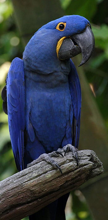 Nature's elegant hyacinth macaw