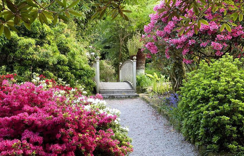 taman, tangga, trek, Inggris, Magnolia, pohon berbunga, kerajaan berbunga Wallpaper HD