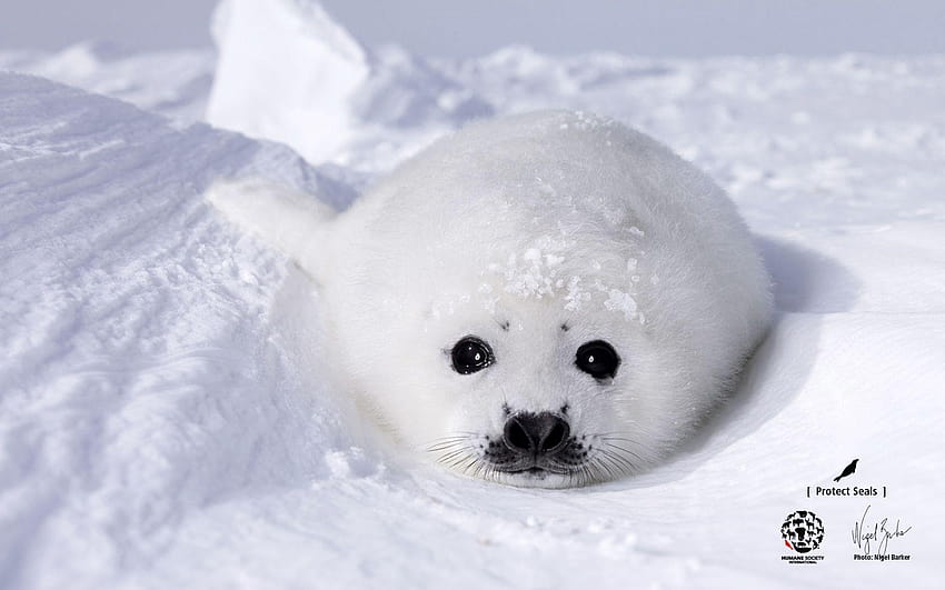 Baby Seal, 1680x1050 px, baby animal seals HD wallpaper