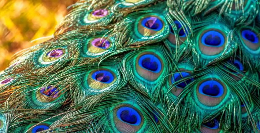 Plumage, feathers, bird, peacock , , background, 49a8dd HD wallpaper