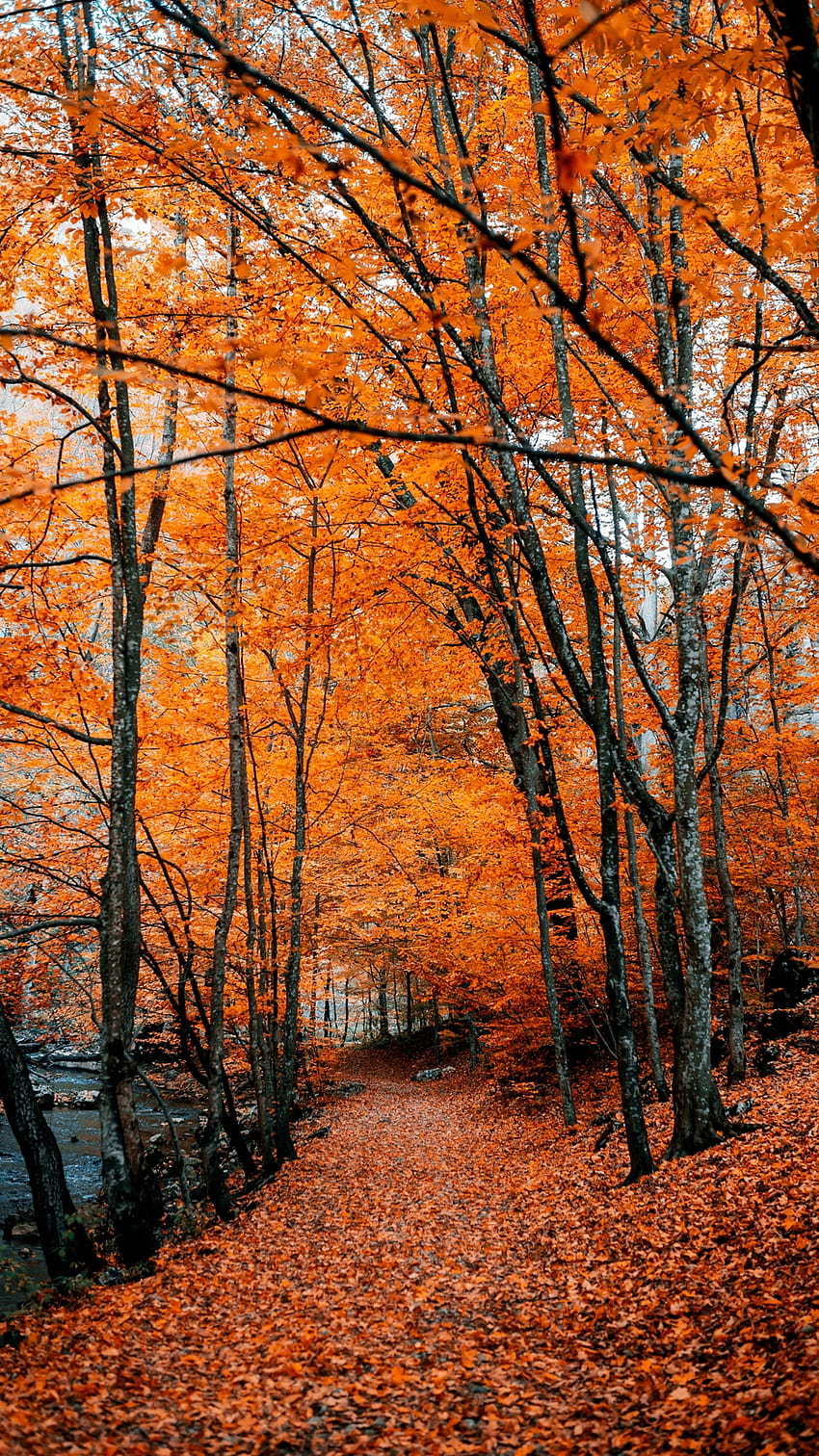 가을, 길, 단풍, 숲, 나무, 가을, 가을 길 Hd 전화 배경 화면 | Pxfuel