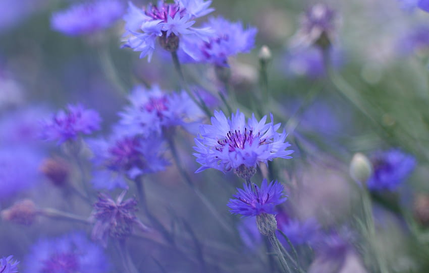 champ, été, fleurs, prairie, bleuet , section цветы Fond d'écran HD