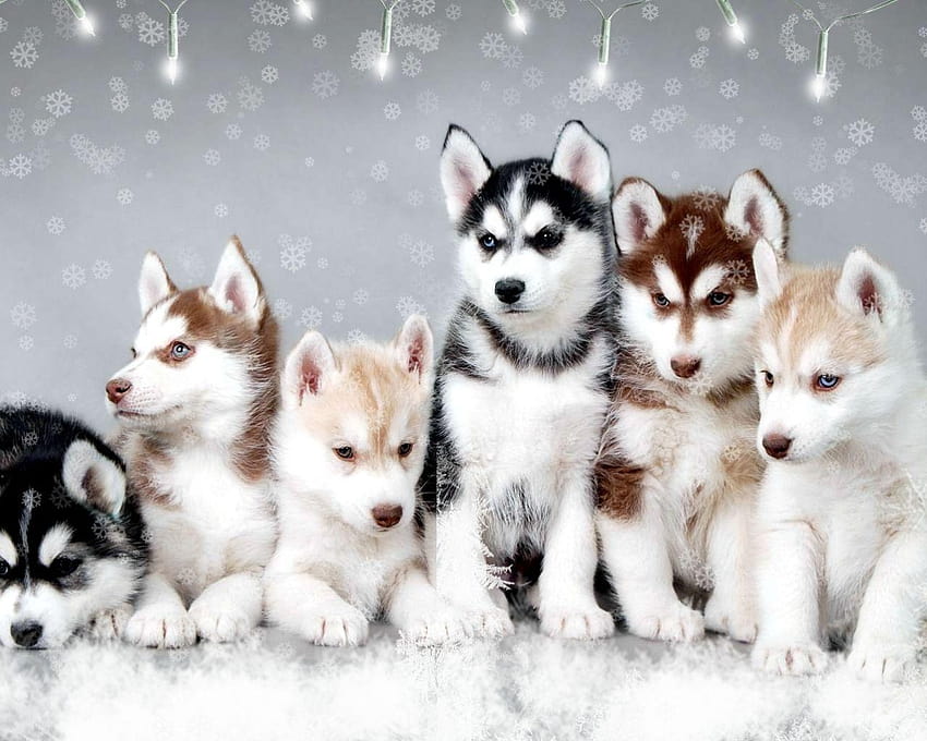 Baby Husky Dog per Android Cute Husky Puppy Dogs, cane husky siberiano Sfondo HD