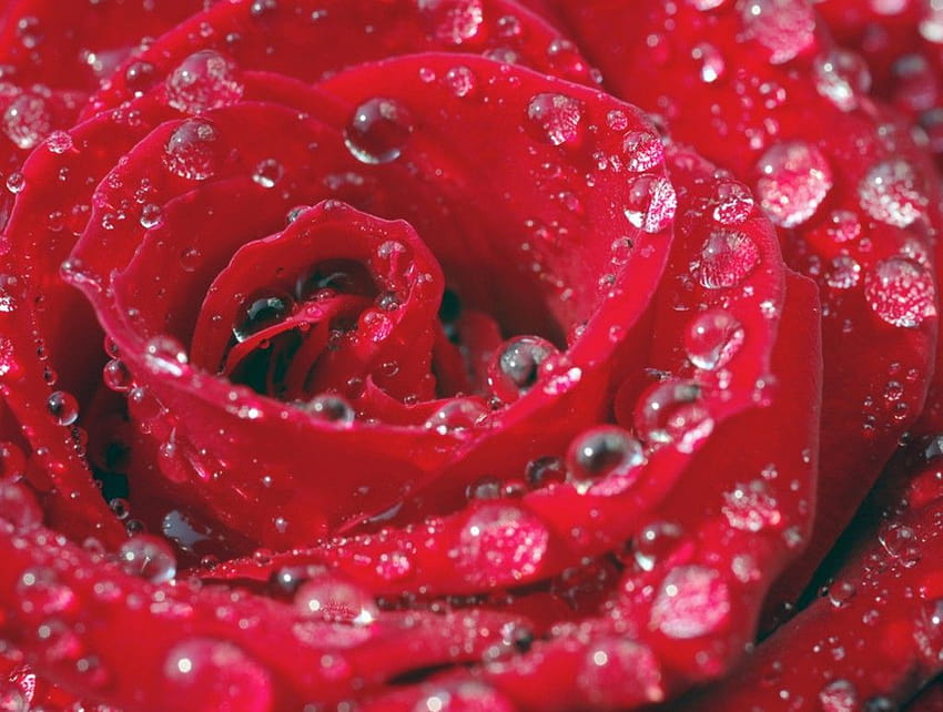 Wallpaper Of A Rose With Water Drops Background Rose Pictures Of Flowers  Background Image And Wallpaper for Free Download